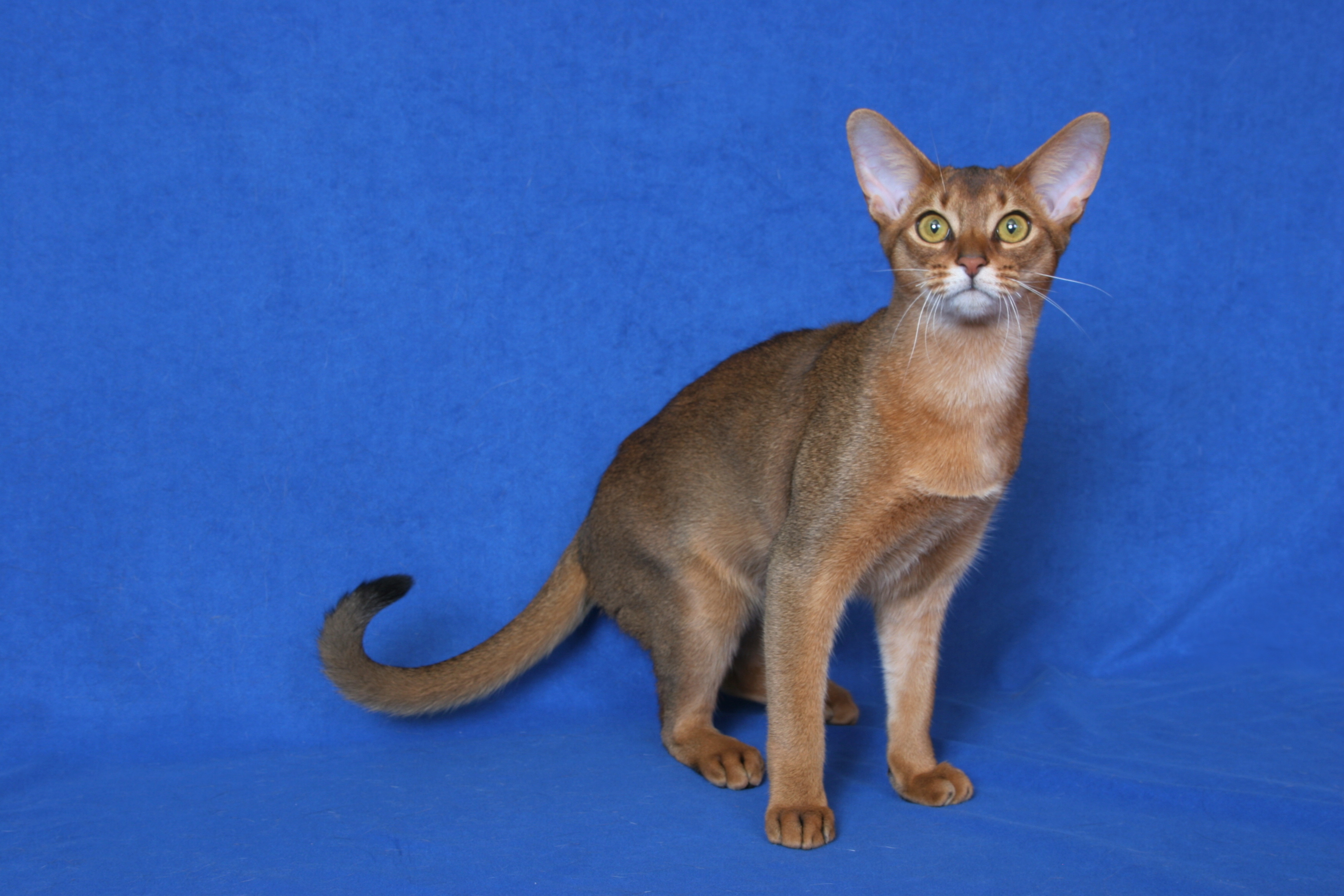 Blue abyssinian sales